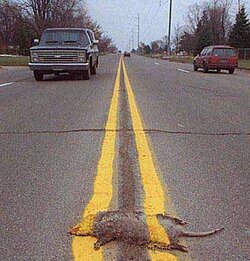 roadkill.jpg