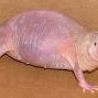 Naked Mole Rat