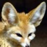 Fennecfox