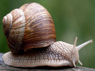 snail1.jpeg