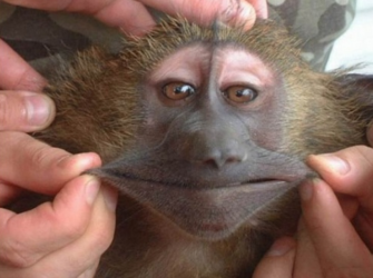 smilingmonkey.PNG