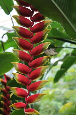 butterfly-red-plant.jpg