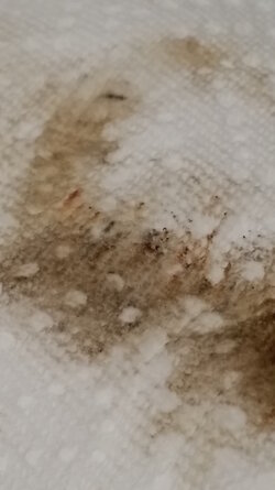 Dirty water cloth 2.jpg