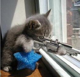 Sniper Kitty.jpg