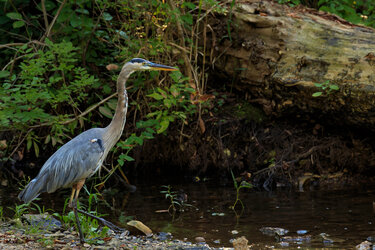 Heron Resized.jpg