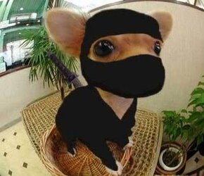 chihuahua-ninja-dog.jpg
