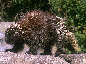 15PorcupineMontStHilaire.JPG