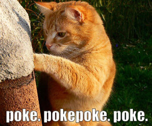 cat - poke poke-14.jpg