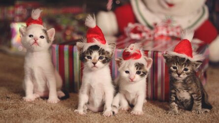 waiting_for_christmas_cats_animals_hd-wallpaper-1581118.jpg