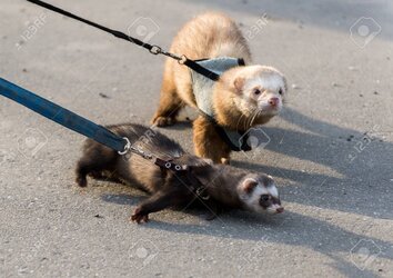 57818282-two-ferret-for-a-walk-with-a-collar-and-leash.jpg