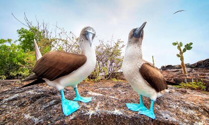 boobybird.jpg
