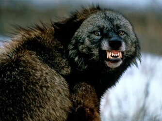 Angry wolf.jpg