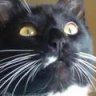Catzen