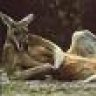 PontifexMaximus